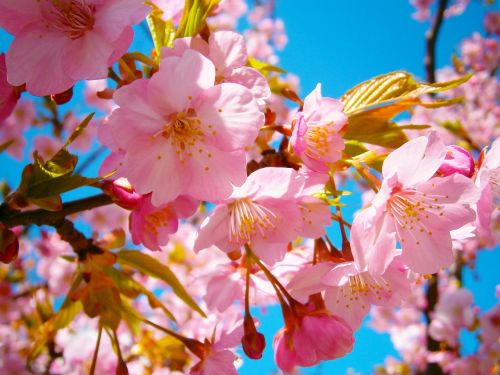 Sakura, Vyšnių Žiedas, Japonija, Rožinis, Gėlė, Žiedas, Sezonas, Pavasaris, Žiedlapis