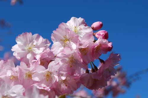 Vyšnia, Pavasaris, Gėlės, Rožinis, Vyšnių Žiedų Peržiūra, Balandis, Gražus