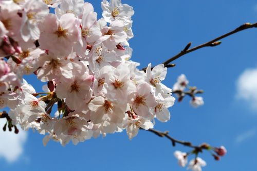 Vyšnia, Japonija, Vyšnių Žiedų Peržiūra, Gėlės, Pavasaris, Žydėti, Gražus, Rožinis, Priėmimas