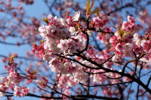 Sakura, Vyšnia, Žiedas, Tokyo, Gėlė, Japonija