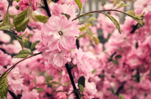 Gėlės,  Vyšnia,  Fonas,  Sodas,  Rožinis,  Pavasaris,  Japanese,  Sakura,  Sakura