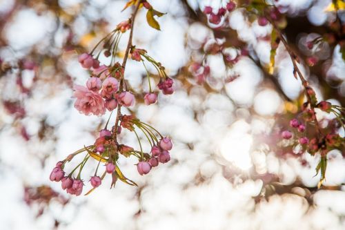 Sakura, Gėlės, Pavasaris, Pumpurai