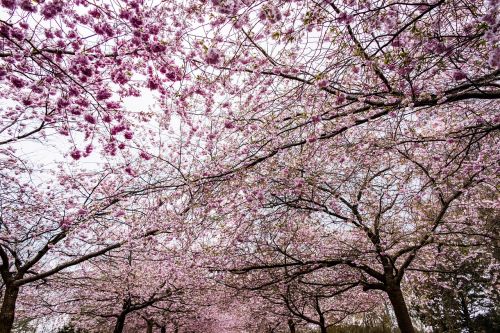 Sakura, Dangus, Medis, Žiedas, Vyšnia, Gamta, Gėlė, Rožinis, Žydėti, Žydi, Sodas, Sezonas, Japanese, Žydi, Lauke, Japonija