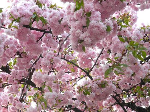 Sakura, Balandis, Pavasaris, Rožinis, Gėlės, Filialas, Gamta, Medis