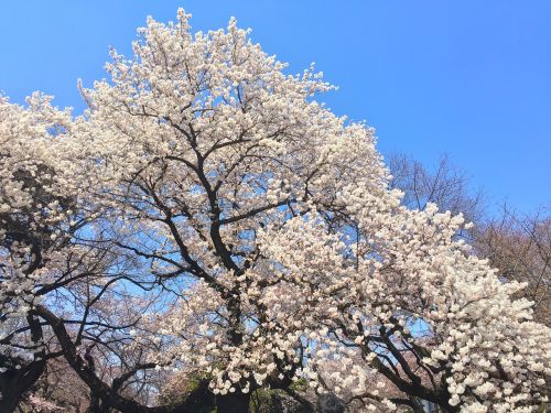 Sakura, Pavasaris, Japonija, Žiedas, Vyšnia, Japanese, Vyšnių Žiedų, Vyšnių Žiedas, Gamta, Gėlė, Rožinis