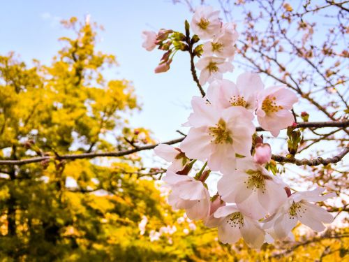 Sakura, Pavasaris, Žiedas, Japanese, Vyšnia, Gėlė, Pavasaris, Žydi