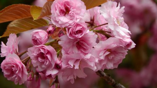 Sakura, Vyšnia, Dekoratyvinis Vyšnia, Žydinčios Vyšnios, Rožinės Gėlės, Rožinis, Medis