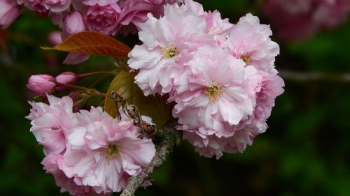 Sakura, Gėlių Sakura, Rožinė Gėlė, Rytinė, Pavasario Gėlės, Žydintis Medis, Vyšnia, Švelnus