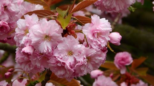 Sakura, Gėlių Sakura, Rožinė Gėlė, Rytinė, Pavasario Gėlės, Žydintis Medis, Vyšnia, Rožinis