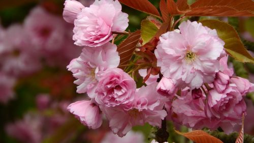 Sakura, Gėlių Sakura, Rožinė Gėlė, Rytinė, Pavasario Gėlės, Žydintis Medis, Vyšnia