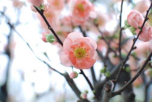 Sakura, Gėlės, Vyšnių Žiedas