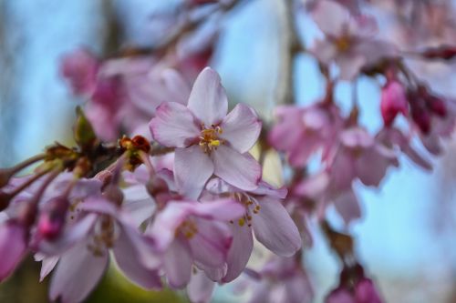 Sakura, Gėlė, Rožinis, Pavasaris, Sodas, Žiedas, Botanika, Sezonas