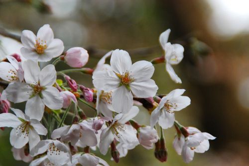 Sakura, Gėlė, Rožinis, Pavasaris, Sodas, Žiedas, Botanika, Sezonas
