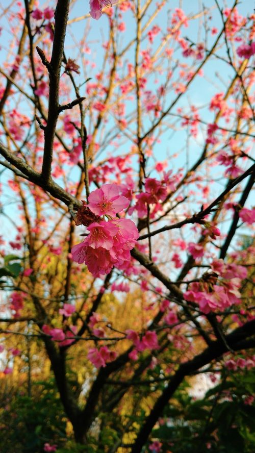 Sakura, Gėlė, Vyšnia