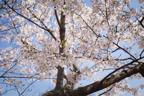 Sakura, Japonija, Pavasaris, Gėlė, Rožinis, Sezonas, Augalas, Balandis, Vyšnių Žiedų Peržiūra