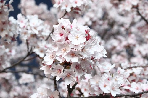 Sakura,  Vyšnių Žiedas,  Vyšnios Medis,  Gėlės,  Mediena,  Ketvirtį,  Sezonas,  Korėja,  Korėjos Respublika,  Spyruokliniai Žiedai,  Rožinis,  Gražus,  Wisnie,  Jinhae,  Gėlių Medis