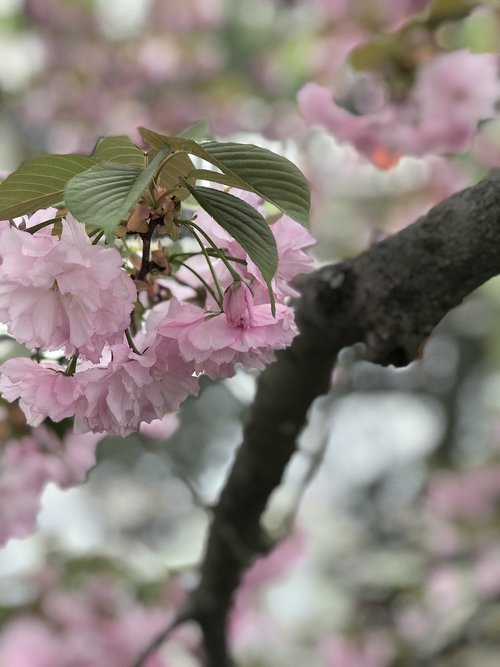 Sakura,  Pavasaris,  Osaka,  Japonija,  Gėlė,  Žydi,  Vyšnia,  Žiedas