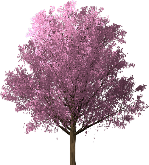 Sakura,  Vyšnių Žiedas,  Rožinis,  Pavasaris,  Medis,  Žiedas,  Žydi,  Japonijos,  Pobūdį,  Augalų,  Floros,  Sakura Lapai,  Išskiriamas,  Nemokama Iliustracijos