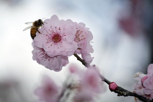 Sakura, Vyšnių Žiedas, Japonų Vyšnios, Gėlė, Medis, Rožinis, Ornamentinis Vyšnia, Žydėti, Pavasaris, Gamta, Vyšnia, Spalva, Lauke, Scena, Grožis, Sodas, Žalias, Gėlių, Bičių