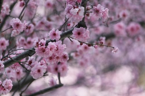 Sakura, Vyšnių Žiedas, Japonų Vyšnios, Gėlė, Medis, Rožinis, Ornamentinis Vyšnia, Žydėti, Pavasaris, Gamta, Vyšnia, Spalva, Lauke, Scena, Grožis, Sodas, Žalias, Gėlių