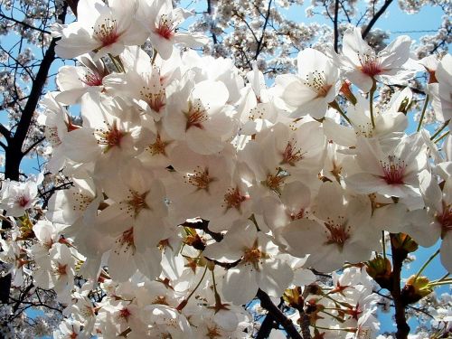 Sakura, Gėlės, Vyšnia, Japonija, Angelica
