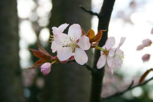 Sakura, Pavasaris, Japonija, Žydėti, Medis