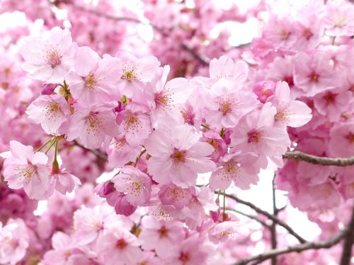 Sakura, Vyšnių Žiedas, Dangus, Pavasaris, Medis, Rožinis, Gamta, Augalas, Balta, Žydi, Sezonas, Filialas, Gėlė, Žiedlapis, Japonija, Šviežumas, Šviesus, Lapai