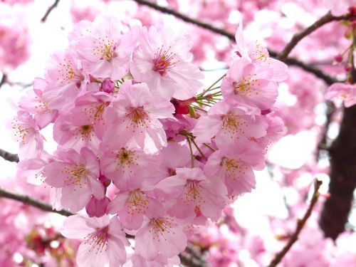 Sakura, Vyšnių Žiedas, Dangus, Pavasaris, Medis, Rožinis, Gamta, Augalas, Balta, Žydi, Sezonas, Filialas, Gėlė, Žiedlapis, Japonija, Šviežumas, Šviesus, Lapai