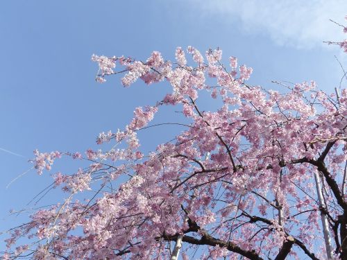 Sakura,  Japonija,  Tokyo,  Gėlė,  Gamta,  Vyšnia,  Žiedas,  Pavasaris,  Žydi,  Sezonas,  Asija,  Rožinis,  Žydėti,  Sodas,  Gėlių,  Dangus,  Balta,  Diena,  Žiedlapis