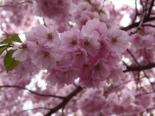 Sakura,  Gėlės,  Švedija,  Pavasaris,  Vyšnia,  Žiedas,  Rožinis