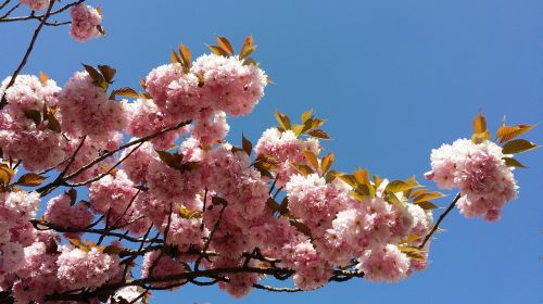 Sakura, Gėlės, Spalva Rožinė, Žydėjimas, Žiedlapiai, Mėlynas Dangus, Vyšnia
