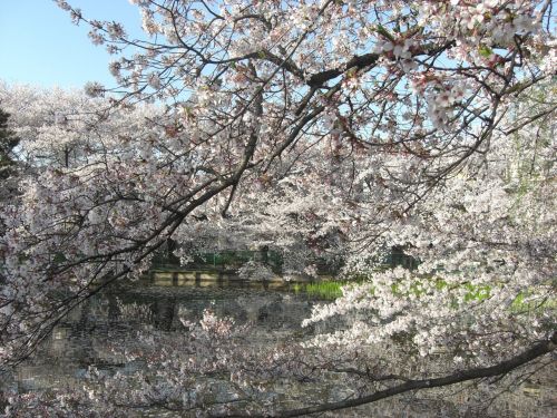 Tvenkinys,  Sakura,  Japonija,  Parkas,  Pavasaris,  Gėlė,  Vyšnia,  Žiedai,  Žiedas,  Sakura Ir Tvenkinys