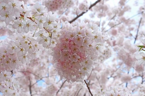 Sakura Vyšnios Žiedai, Pavasaris, Aukštas Parkas