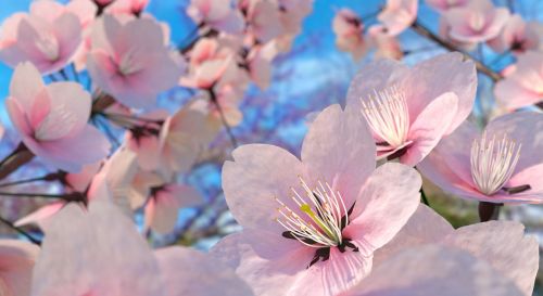 Sakura Gėlė, Sakura, Vyšnių Žiedas, Gėlė, Rožinė Gėlė, Žiedas, Natūralus