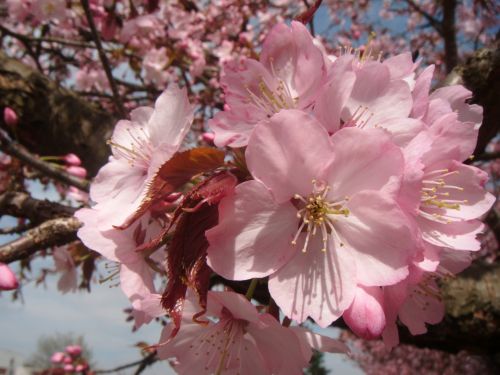 Sakura,  Rožinis,  Gėlės,  Pavasaris,  Medis,  Japonija,  Makro,  Sakura Gėlės
