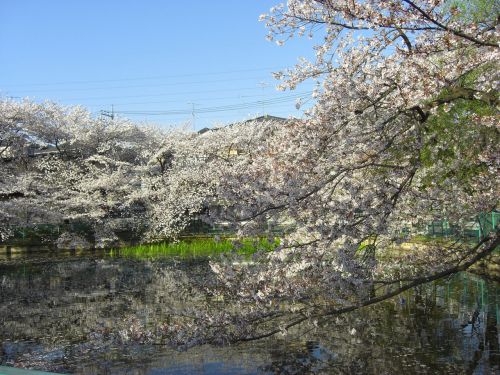 Sakura,  Japonija,  Parkas,  Pavasaris,  Gėlė,  Vyšnia,  Žiedai,  Žiedas,  Sakura Japan