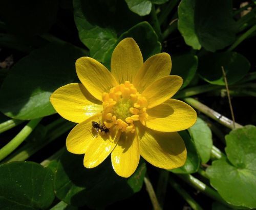 Salotų Buttercup, Ranunculus Ficaria, Gėlė, Geltona Gėlė, Geltona, Pavasario Gėlė, Augalas, Vabzdys, Ant