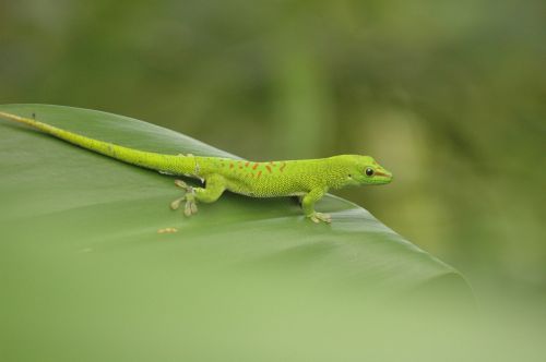Salamandras, Varliagyviai, Lapai, Žalias, Laukinės Gamtos Fotografija, Zoologijos Sodas, Zurich