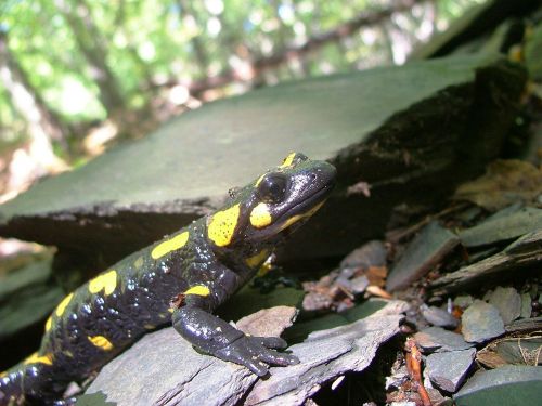 Salamandras, Miškas, Vigyori Veidas, Buko Hg, Lökvölgy, Gyvūnas, Gamta, Ruduo