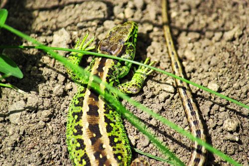 Salamandras, Laukinės Gamtos Fotografija, Žalias, Varliagyviai