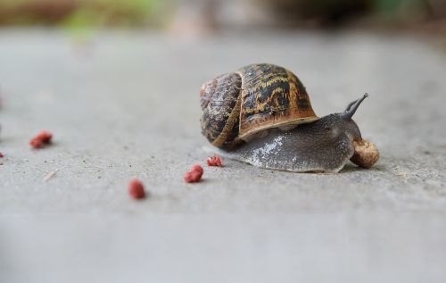 Saligkari,  Gyvūnai,  Vrohi,  Gyvūnas,  Be Honoraro Mokesčio