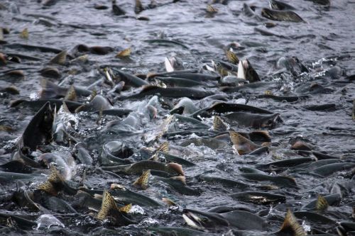 Lašiša, Žuvis, Lašišų Migracija, Valdez, Alaska