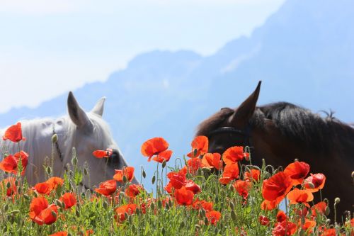 Arkliai, Aguona, Austria, Unterbergas