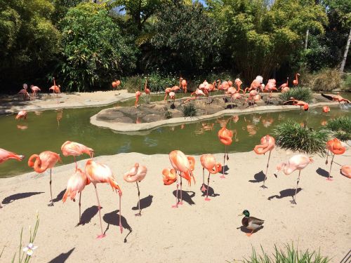 San Diego, Flamingo, Vanduo, Paukštis, Amerikietis, Zoologijos Sodas, Ežeras, Balansas, Vasara, Laukinė Gamta