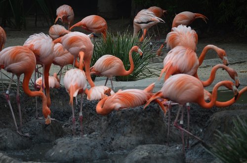 San Diego Zoo,  Flamingai,  Flamingas,  Zoo,  Egzotiškas,  Rožinis,  San,  Diego,  Amerika