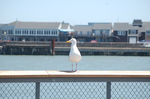 San Franciskas,  Pier,  Amerika,  Gamta