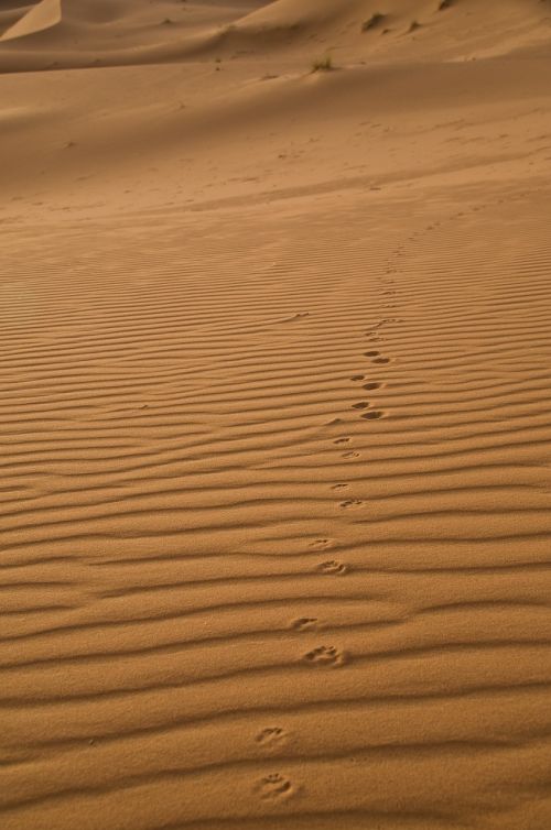 Smėlis, Sahara, Pėdsakai, Dykumos Lapė, Marokas