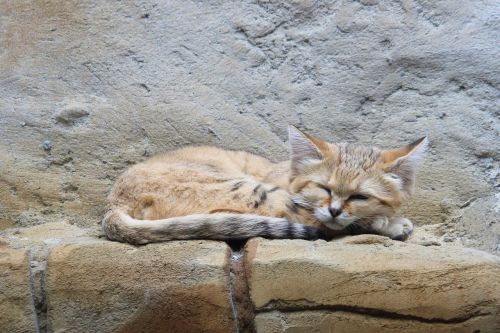 Smėlio Katė, Wildcat, Zoologijos Sodas, Berlynas