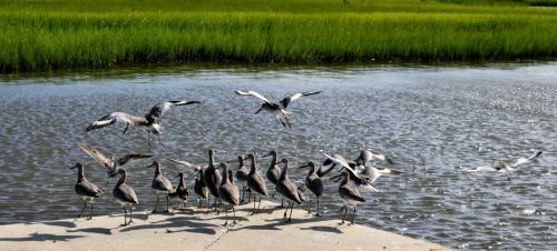 Smėliukas,  Paukštis,  Laukinė Gamta,  Gyvūnas,  Kranto Bird,  Gamta,  Vanduo,  Laukiniai,  Krantas,  Papludimys,  Snapas,  Vandenynas,  Smėlis,  Calidris,  Kranto,  Paukštis,  Natūralus,  Plunksna,  Pajūryje,  Paukščių Stebėjimas,  Fauna,  Pakrantės,  Ruda,  Uždaryti,  Pakrantė,  Atogrąžų,  Sąskaitą,  Wader,  Laukiniai Smėlinukai