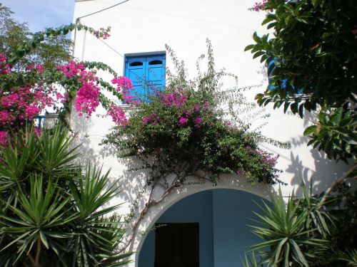 Santorini, Gėlės, Graikų Sala, Graikija, Gatvės Vaizdas
